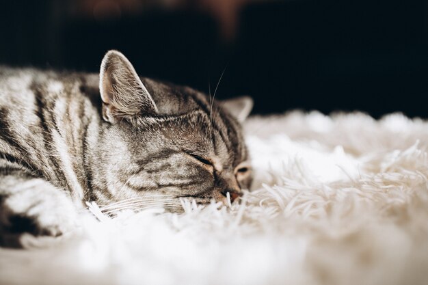 Gato doméstico soñoliento en el sofá