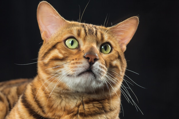 El gato dorado de Bengala en el espacio negro