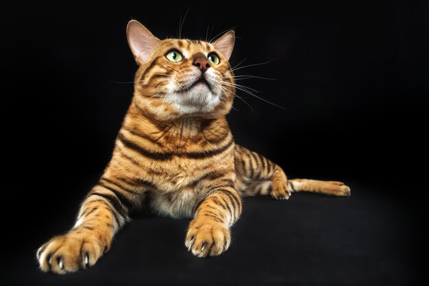 El gato dorado de Bengala en el espacio negro