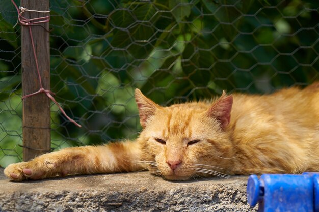 Gato dormido sobre el suelo