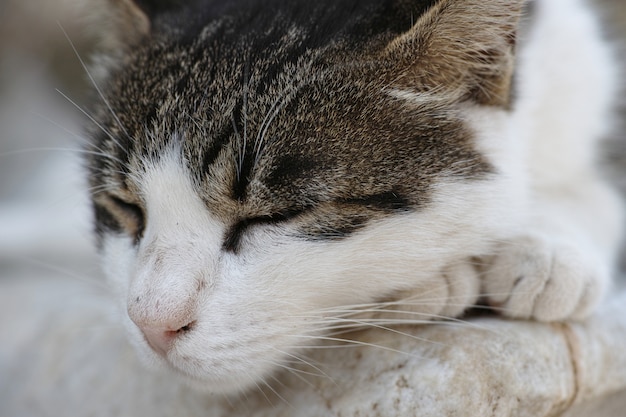 Gato dormido sobre sus patas delanteras