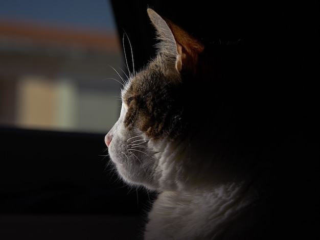 gato esponjoso con ojos verdes