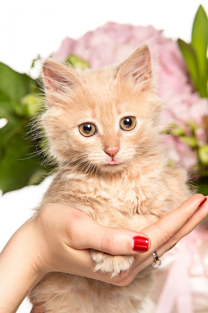 Foto gratuita el gato con flores