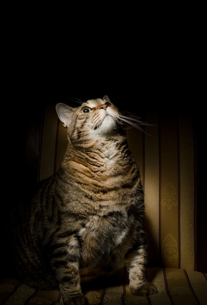 Gato gordo en el sillón