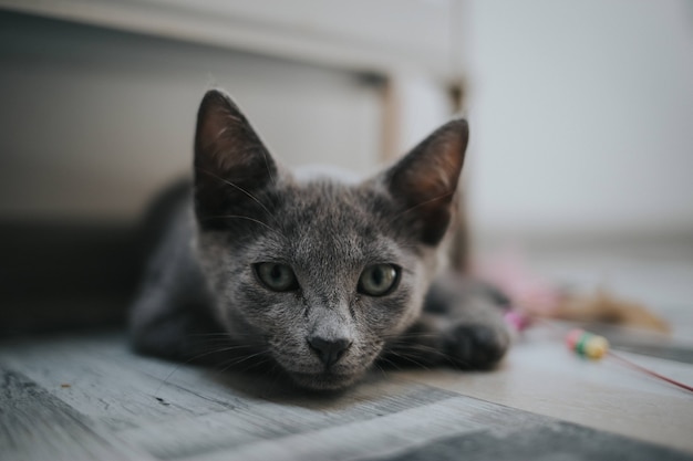 Gato gris acostado boca abajo en el suelo