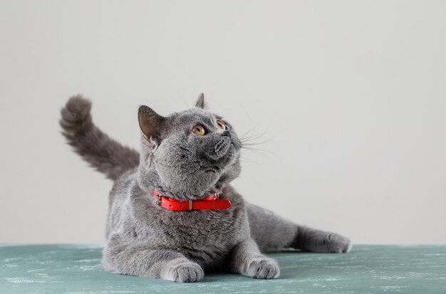 Gato gris acostado y mirando hacia arriba
