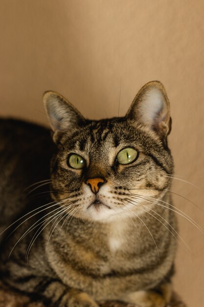 Gato gris esponjoso asombrado con ojos verdes mirando hacia arriba