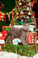 Foto gratuita gato gris hermoso y los regalos de navidad