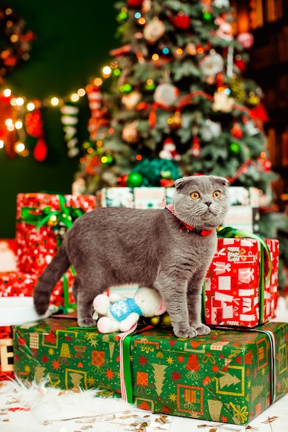 Gato gris hermoso y los regalos de Navidad