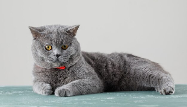 Gato gris relajante