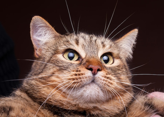 Gato gruñón en una foto de cerca. foto de estudio