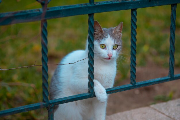 Un gato sin hogar mirando a través de metal metálico