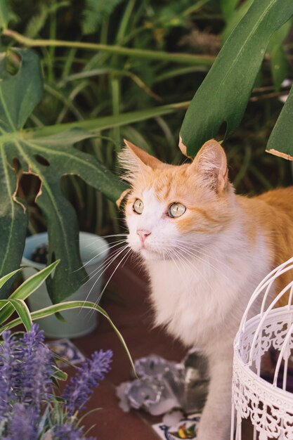 Gato investigando jardín