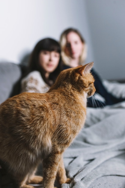 Gato de jengibre sentado en el sofá con chicas