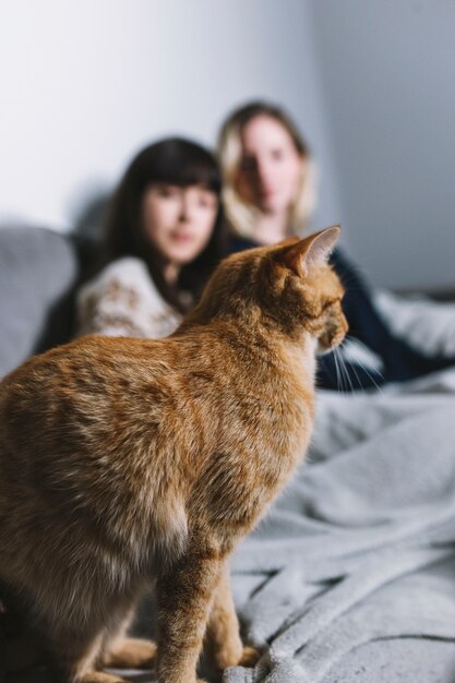 Gato de jengibre sentado en el sofá con chicas