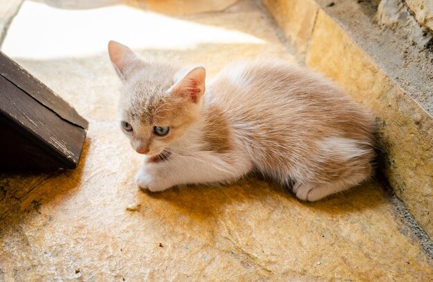 Gato joven sintiéndose asustado y solo en un piso de concreto