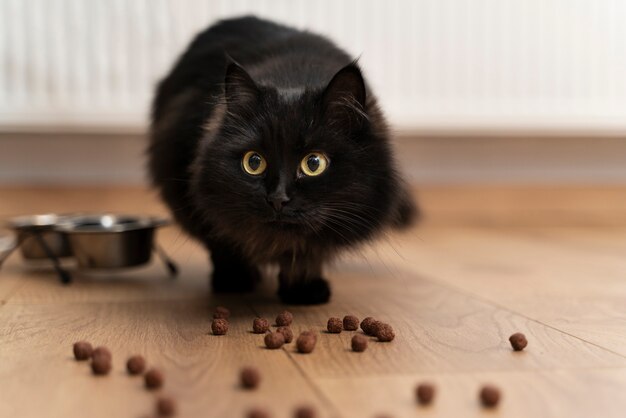 Gato jugando en una casa sucia