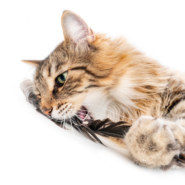 Gato jugando con una pluma de pájaro aislado en blanco