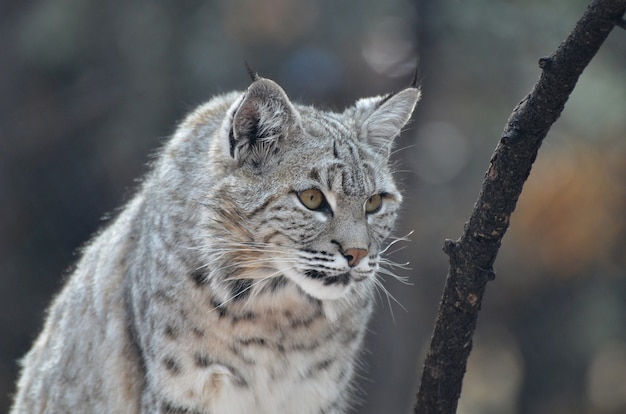 Gato lince con orejas puntiagudas al acecho.