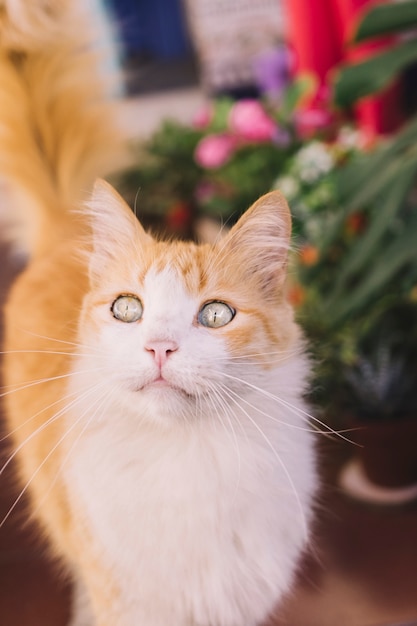 Gato lindo en jardín