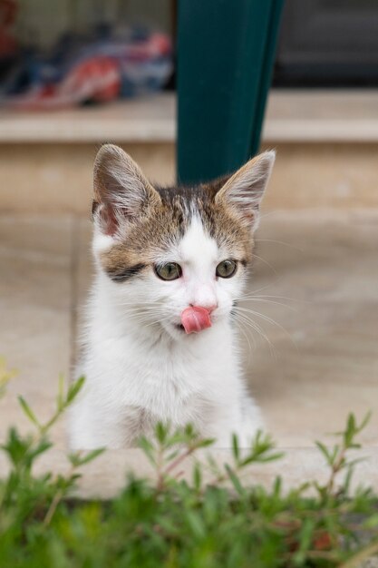 Gato lindo pasando tiempo al aire libre