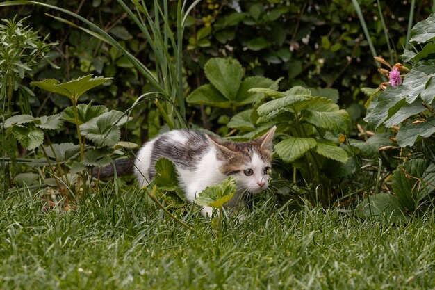 Gato lindo pasando tiempo al aire libre