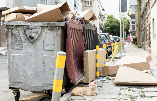 Gato lindo sentado al lado del contenedor de basura al aire libre