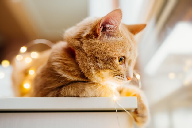 Gato y luces de Navidad. Gato lindo del jengibre que miente cerca de la ventana y juego con las luces.