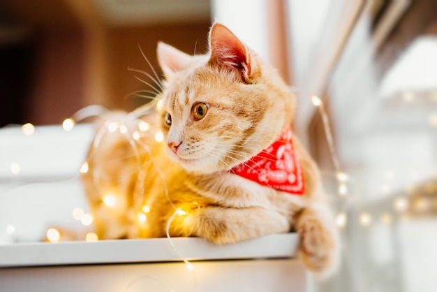 Gato y luces de Navidad. Gato lindo del jengibre que miente cerca de la ventana y juego con las luces.