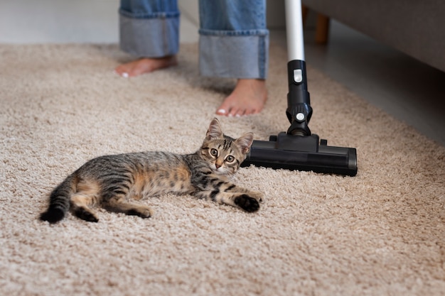 Gato mascota haciendo propietario que sufre de alergia