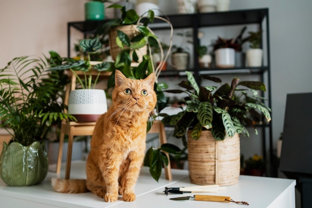 Gato en mesa con plantas alrededor.