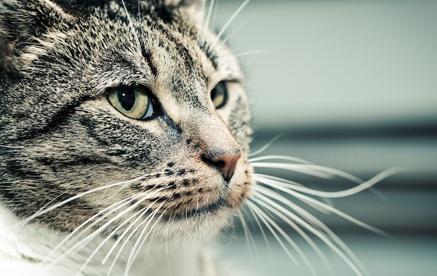 Gato mirando hacia un lado