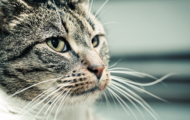 Gato mirando hacia un lado