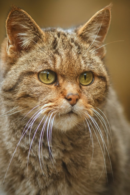 Gato montés europeo en un hermoso hábitat natural Animal muy raro y en peligro de extinción Felis silvestris Animales euroasiáticos salvajes Fauna silvestre europea Gatos monteses