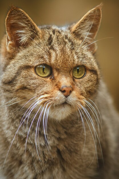 Gato montés europeo en un hermoso hábitat natural Animal muy raro y en peligro de extinción Felis silvestris Animales euroasiáticos salvajes Fauna silvestre europea Gatos monteses