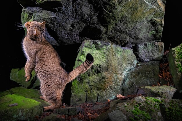 Gato montés europeo en un hermoso hábitat natural