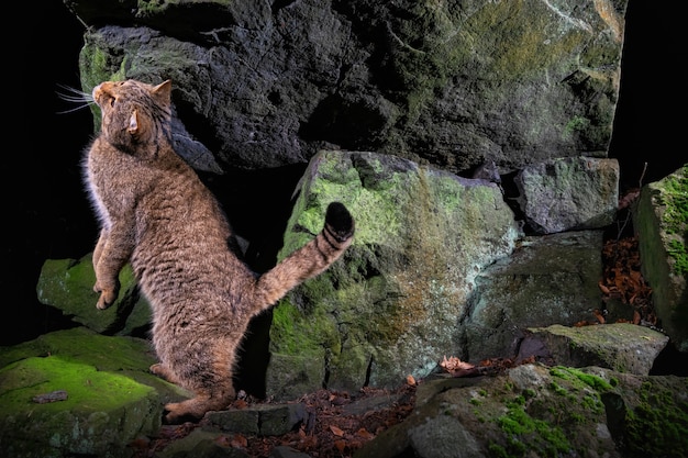 Gato montés europeo en un hermoso hábitat natural