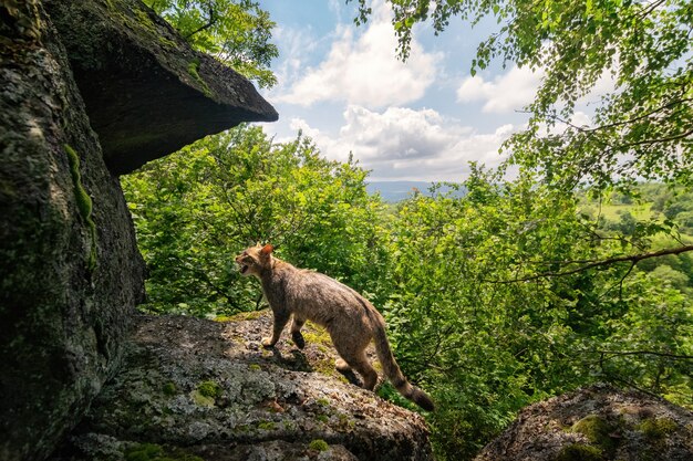 Gato montés europeo en un hermoso hábitat natural