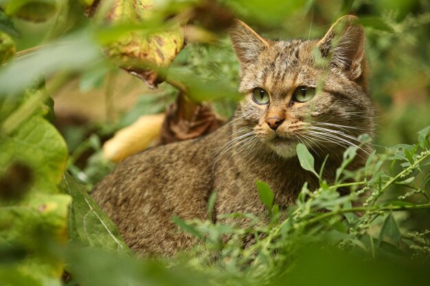 Gato montés europeo en un hermoso hábitat natural