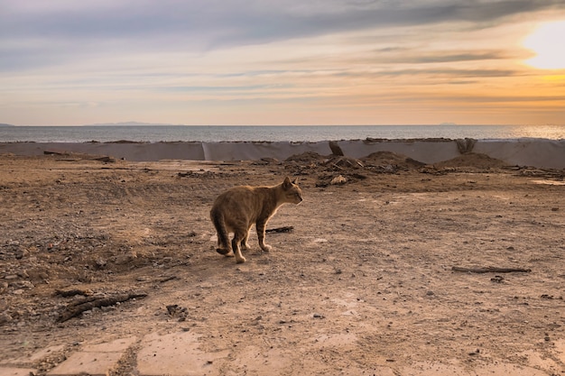 Gato montés en las montañas al atardecer