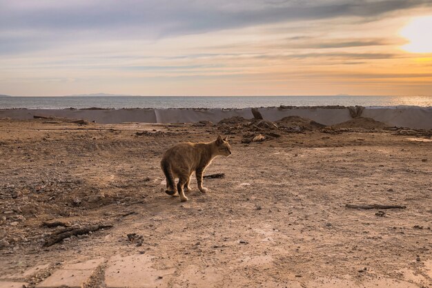 Gato montés en las montañas al atardecer