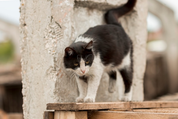 Gato negro y blanco paseando en una granja