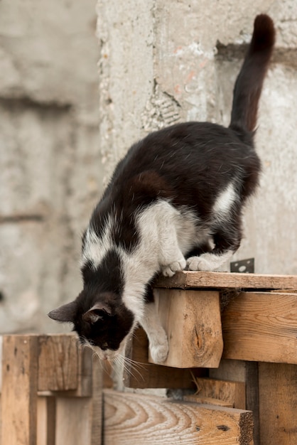 Gato negro y blanco paseando en una granja