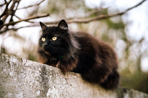 Gato negro salvaje con ojos verdes