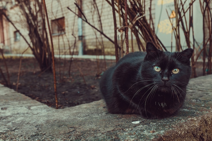 Foto gratuito gato negro sentado al aire libre junto a un edificio y árboles