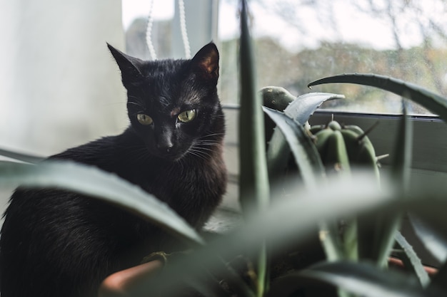 Gato negro sentado junto a una planta de la casa junto a la ventana durante el día