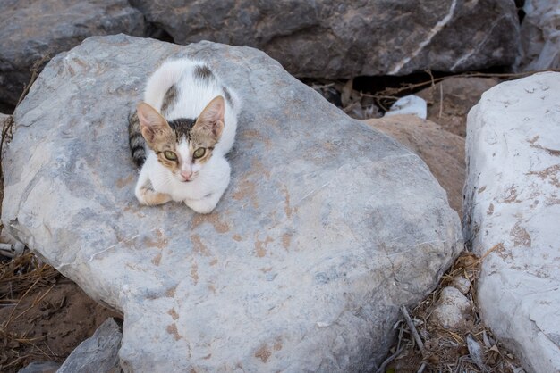 Gato con ojos verdes sentado en una piedra