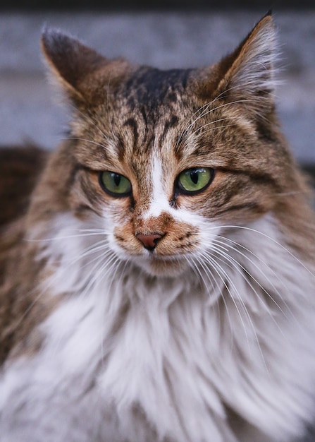 Gato con ojos verdes