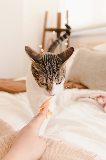 Foto gratuita gato oliendo la hoja de otoño