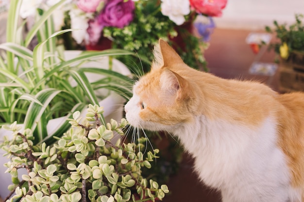 Gato oliendo en planta